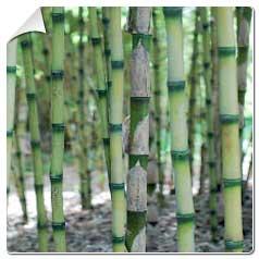 Bambou Bambu Bamboo 11